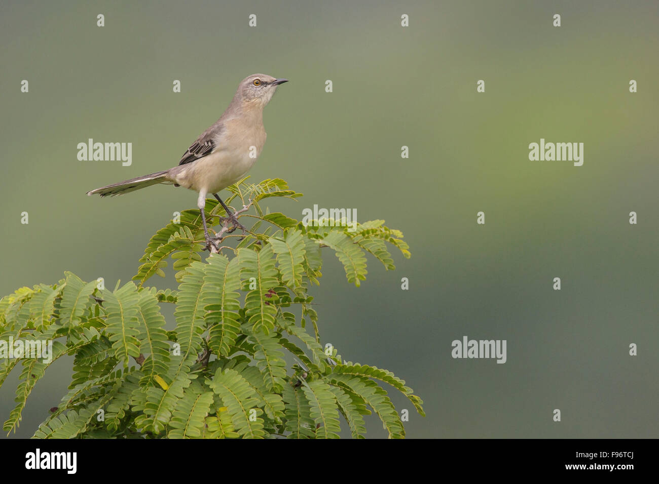 Nördliche Spottdrossel (Mimus Polyglottos) thront auf einem Ast in Kuba. Stockfoto