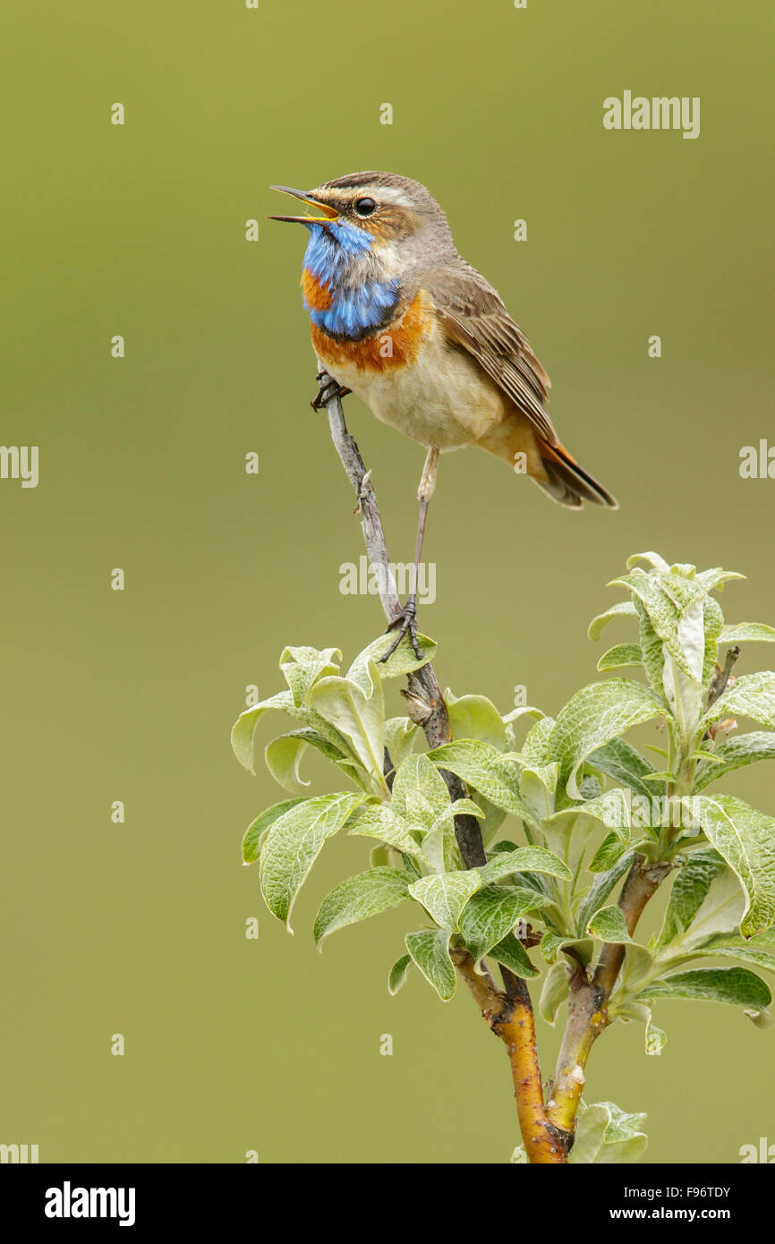 Blaukehlchen (Luscinia Svecica) thront auf einem Ast in Nome, Alaska. Stockfoto