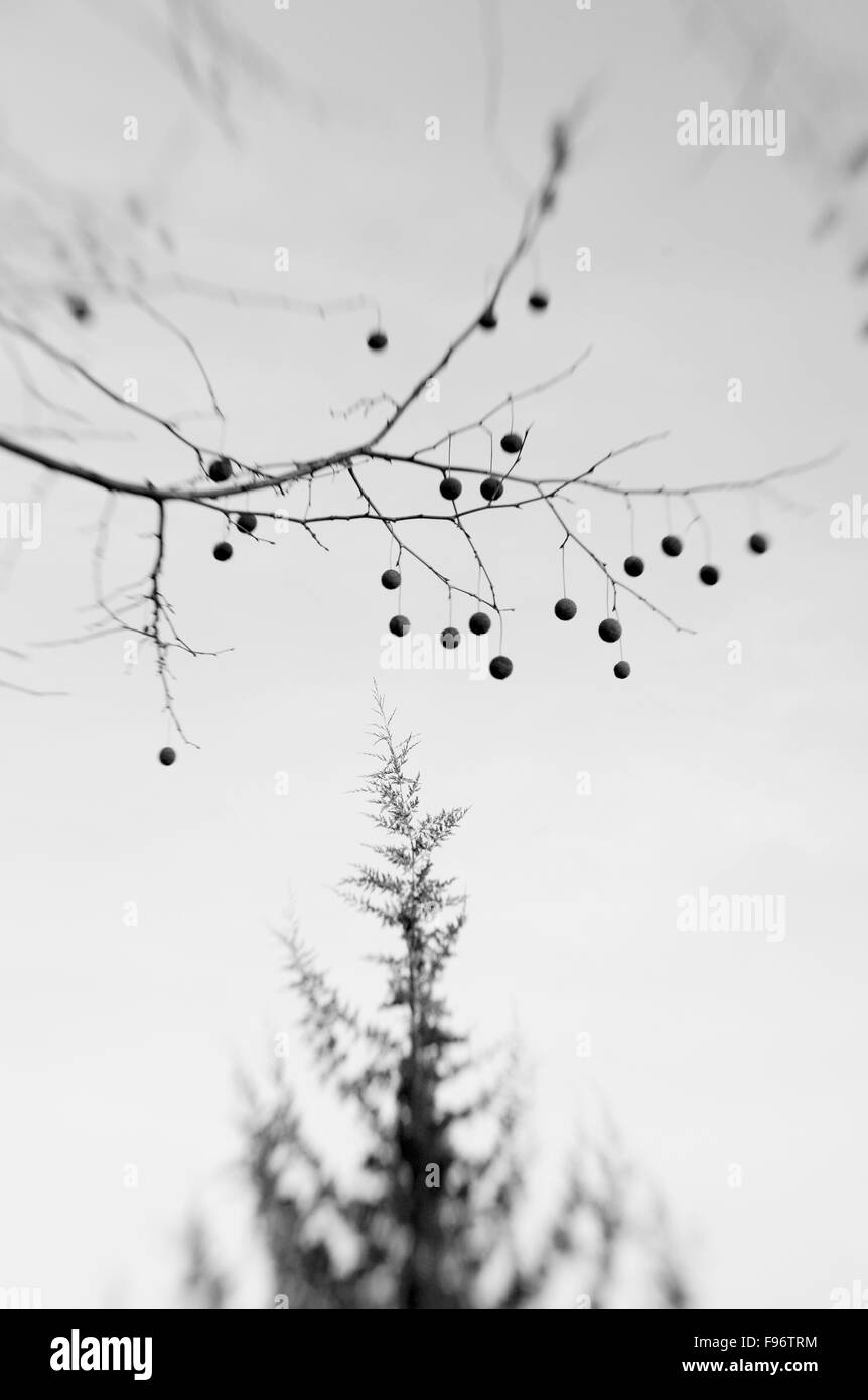 Winter: oben ein immergrüner Baum und der Ast einer Platane. Stockfoto