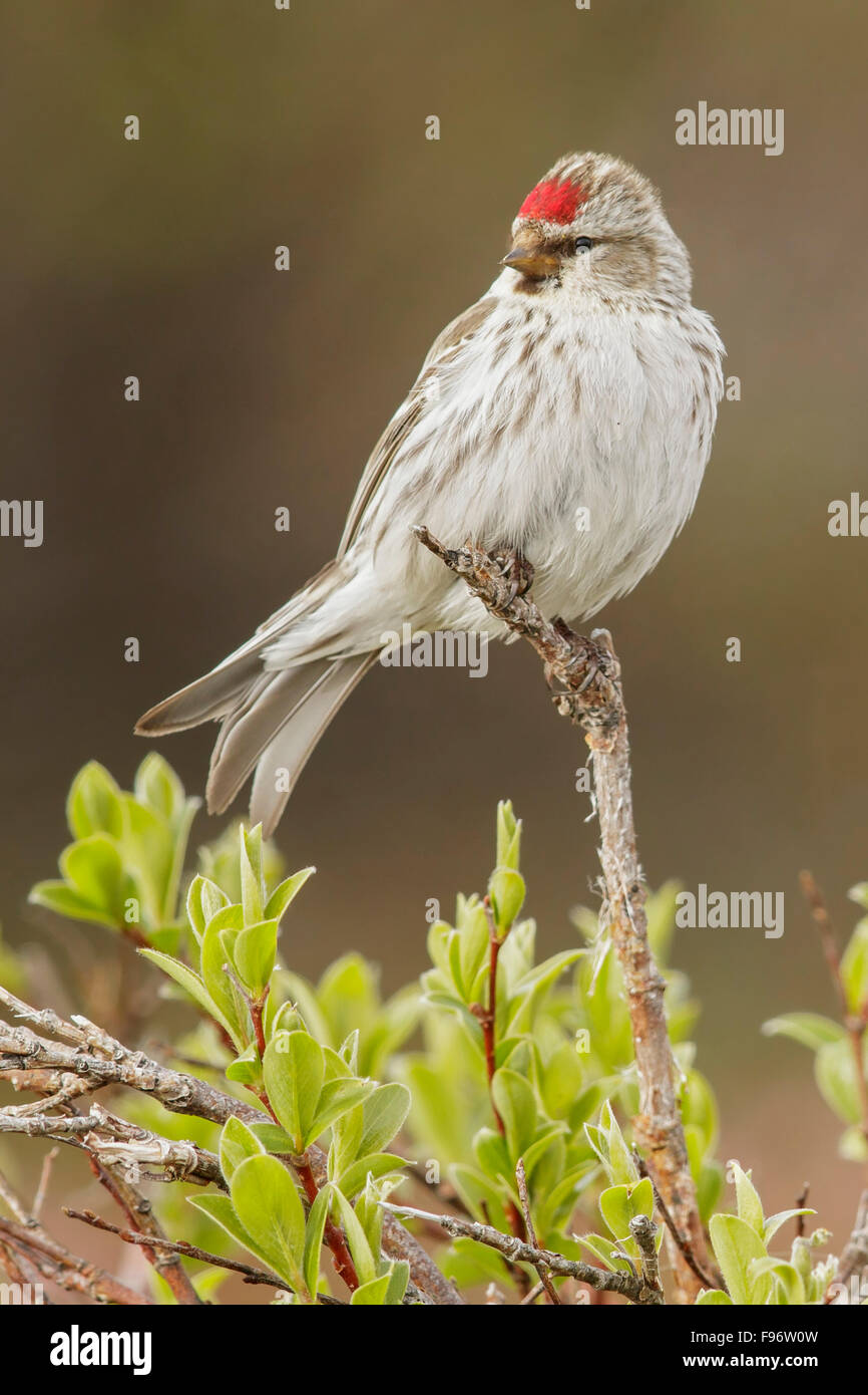 Hoary Redpoll (Acanthis Hornemanni) thront auf einem Ast in Nome, Alaska. Stockfoto