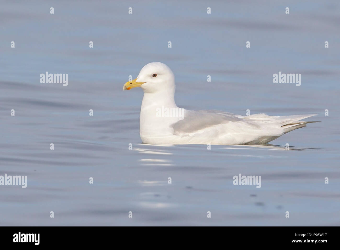 Glaucous Gull (Larus Hyperboreus) Fütterung in den Ozean in der Nähe von Nome, Alaska. Stockfoto