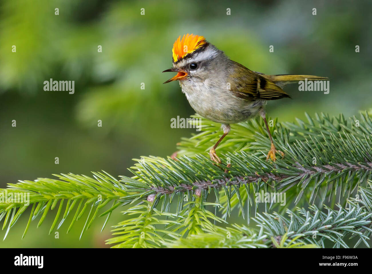 Goldencrowned Goldhähnchen (Regulus Satrapa) thront auf einem Ast in Seward, Alaska. Stockfoto