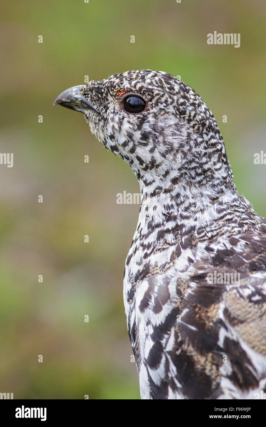 Whitetailed Schneehuhn (Lagopus Leucurus) in den alpinen Lebensraum von British Columbia, Kanada. Stockfoto