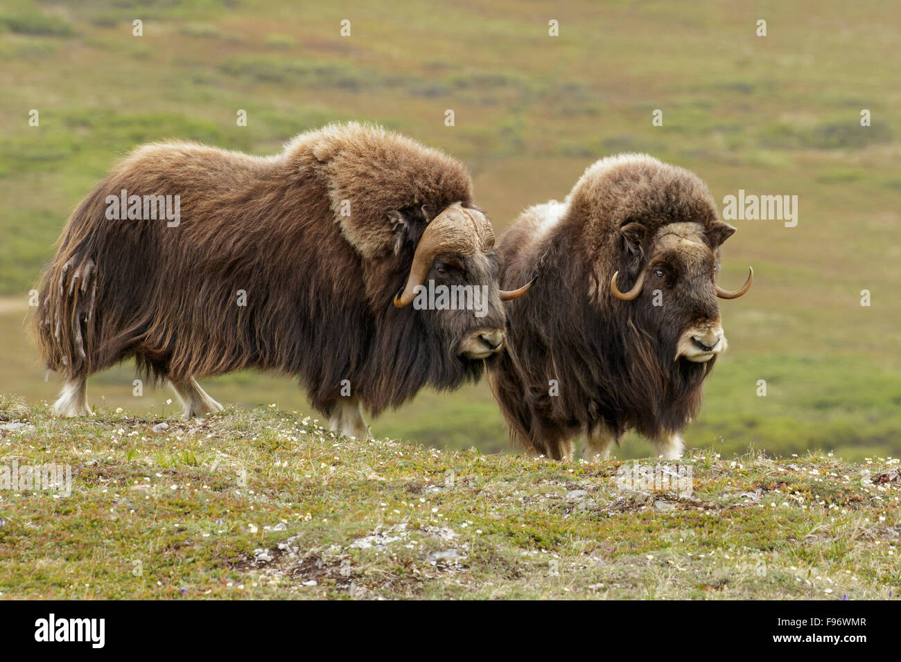 Moschusochsen (Ovibos Moschatus) in der Tundra in Nome, Alaska. Stockfoto