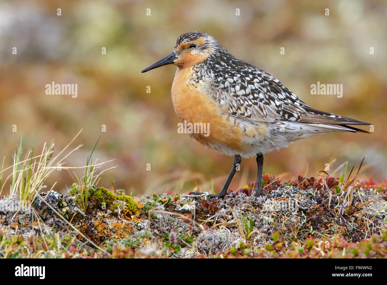 Roten Knoten (Calidris Canutus) thront in der Tundra in Nome, Alaska. Stockfoto