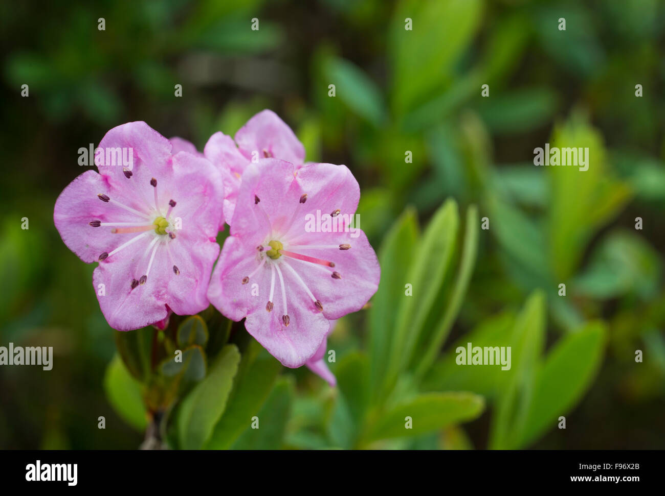 Moor, Laurel (Kalmia Microphylla), Bog Trail, Pacific Rim National Park Reserve von Kanada, Vancouver Island, in der Nähe von Tofino, Brite/Britin Stockfoto