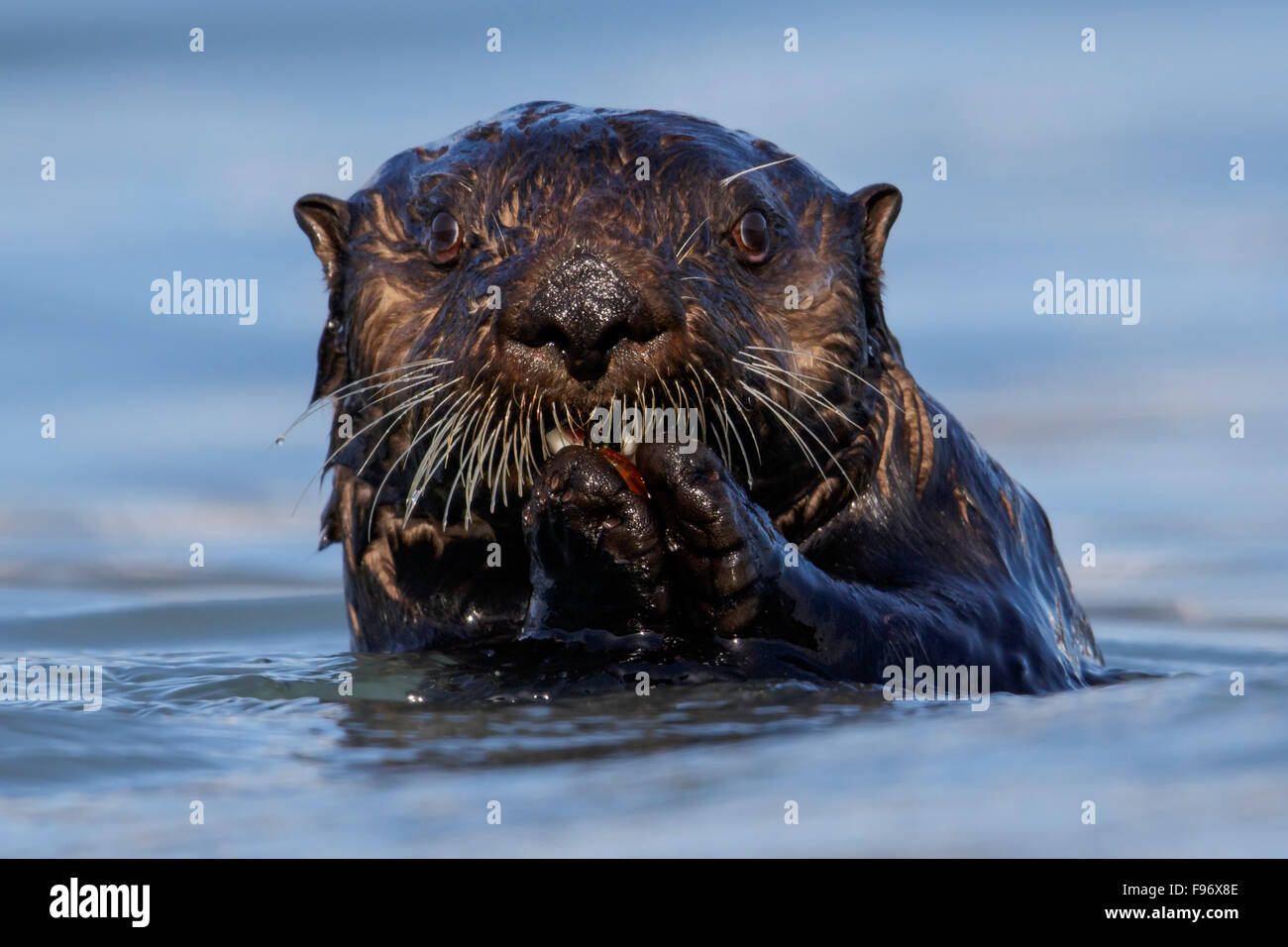 Seeotter (Enhydra Lutris) Offshore-von Seward, Alaska. Stockfoto