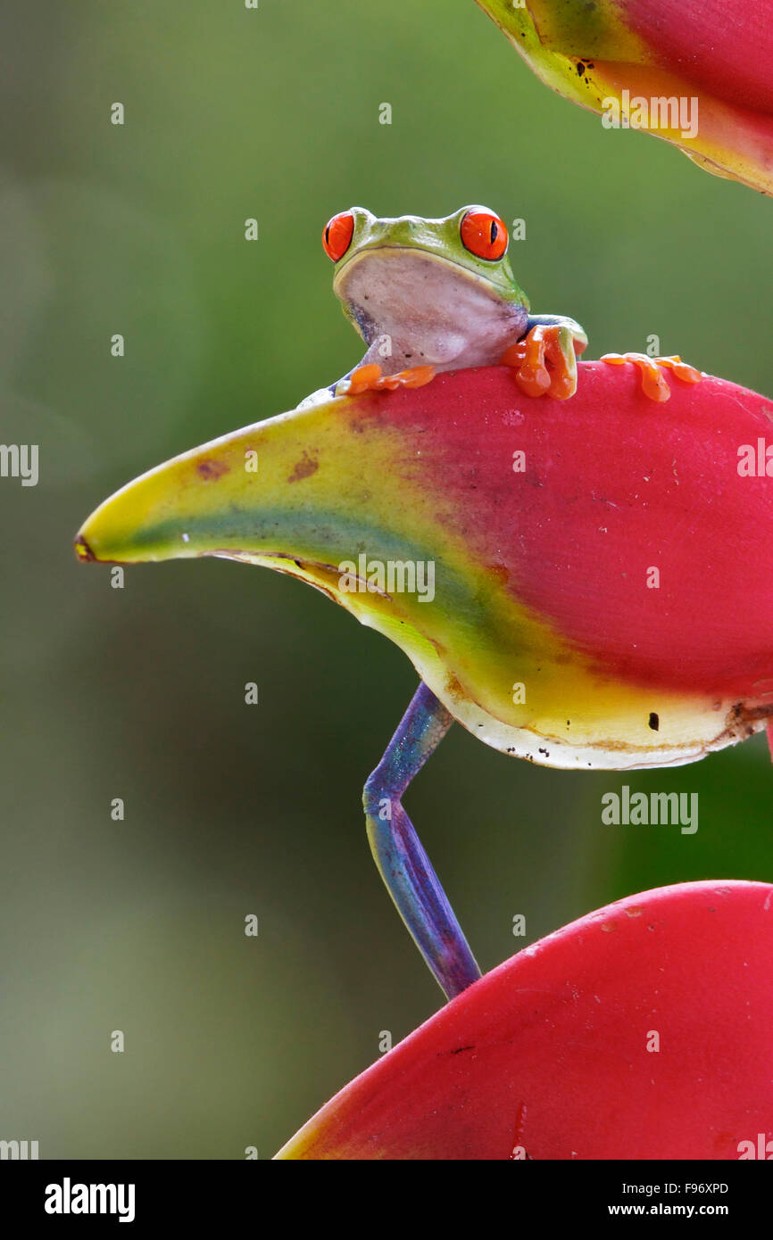 Redeyed Laubfrosch thront auf einem Ast in Costa Rica, Zentralamerika. Stockfoto