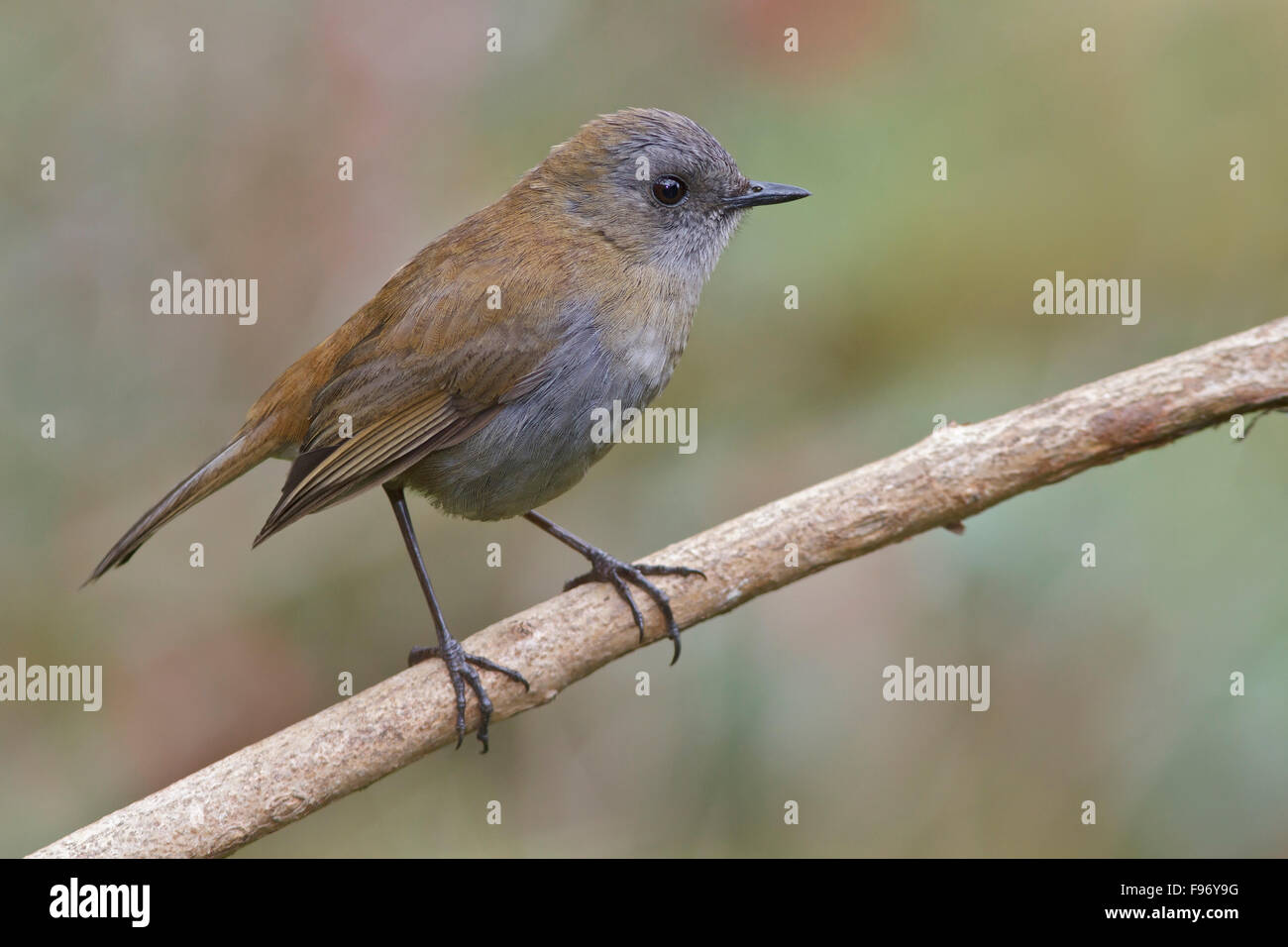 Blackbilled Nachtigall Soor (Catharus Gracilirostris) thront auf einem Ast in Costa Rica. Stockfoto