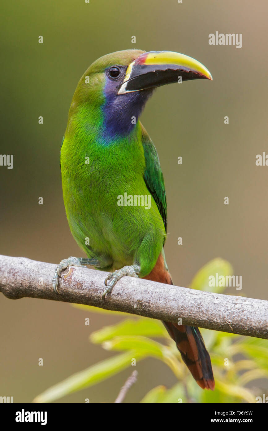 Smaragd Toucanet (Aulacorhynchus Prasinus) thront auf einem Ast in Costa Rica. Stockfoto