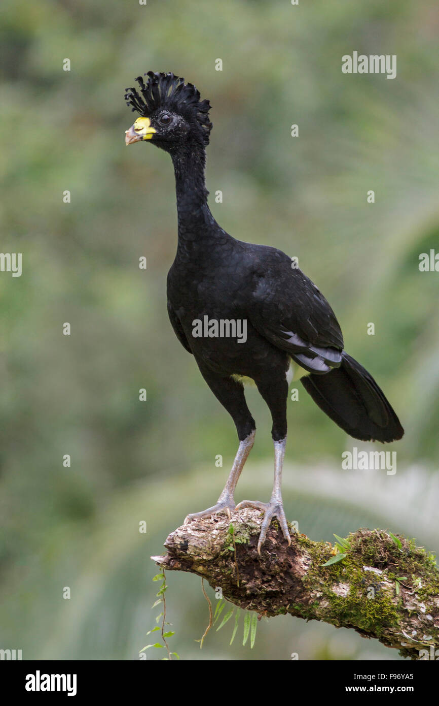 Großes Curassow (Crax Rubra) thront auf einem Ast in Costa Rica. Stockfoto