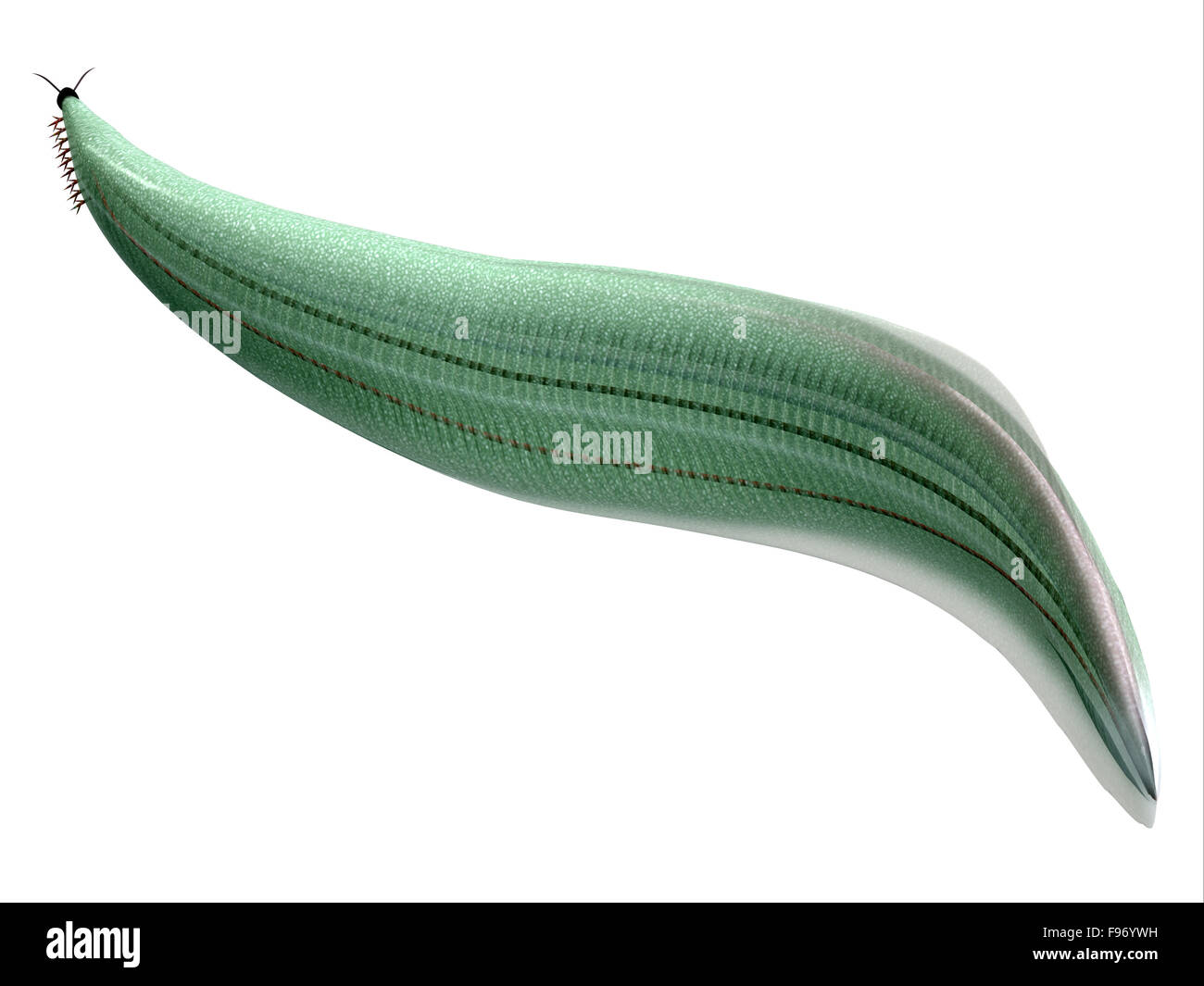 Pikaia ist eine ausgestorben BurgessSchieferTier, das in den Cambrian