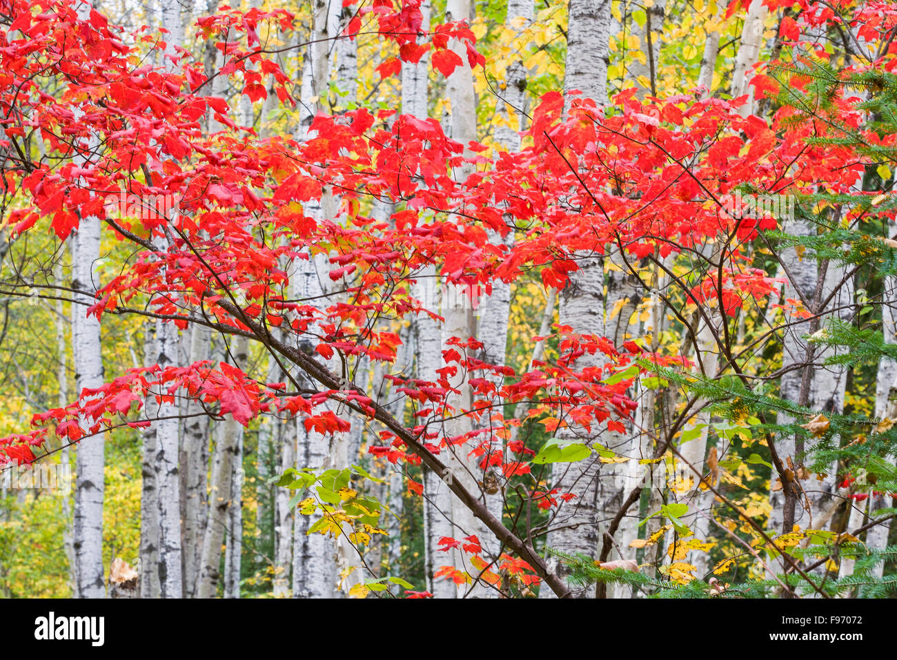 Rot-Ahorn und Birken, Aubrey Falls Provincial Park, Ontario, Kanada Stockfoto