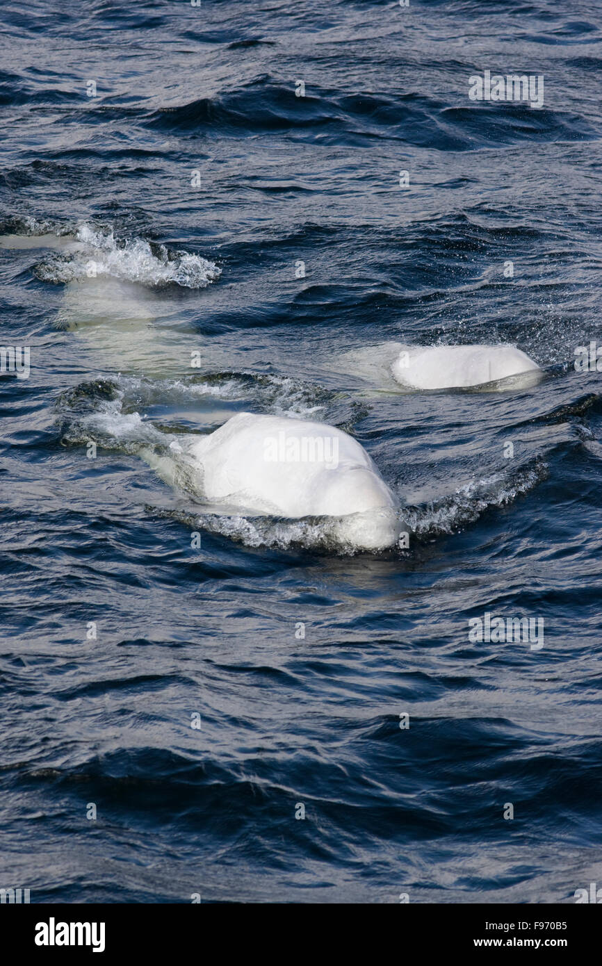 Beluga, Delphinapterus Leucas, St. Lawrence River, Quebec, Kanada Stockfoto