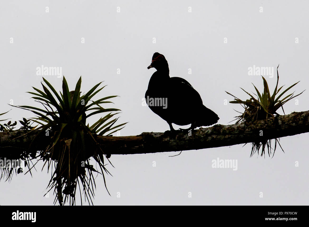 Barbarie-Ente (Cairina Moschata) thront auf einem Ast in Costa Rica. Stockfoto