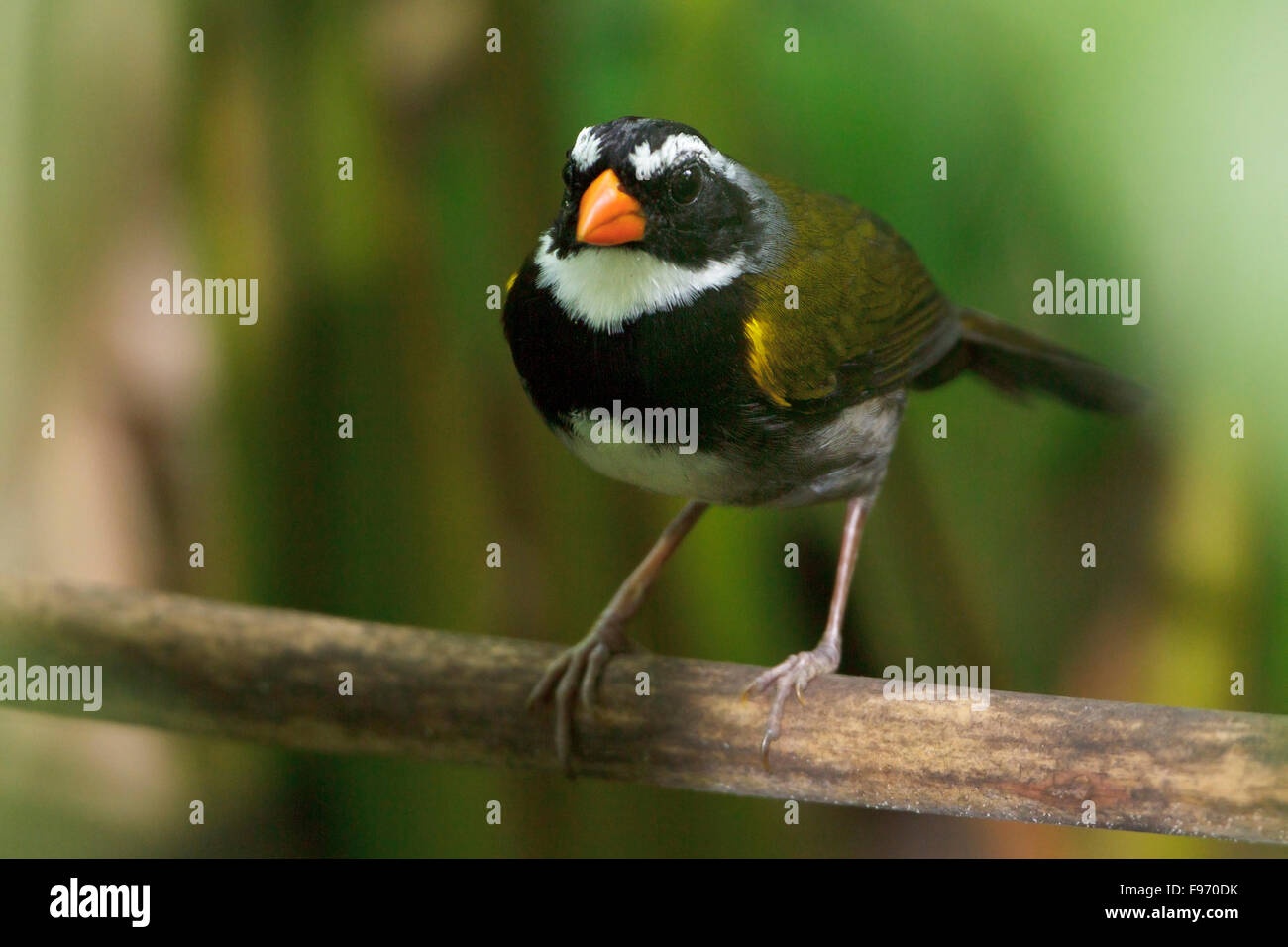 Orangebilled Spatz (Arremon Aurantiirostris) thront auf einem Ast in Costa Rica, Zentralamerika. Stockfoto