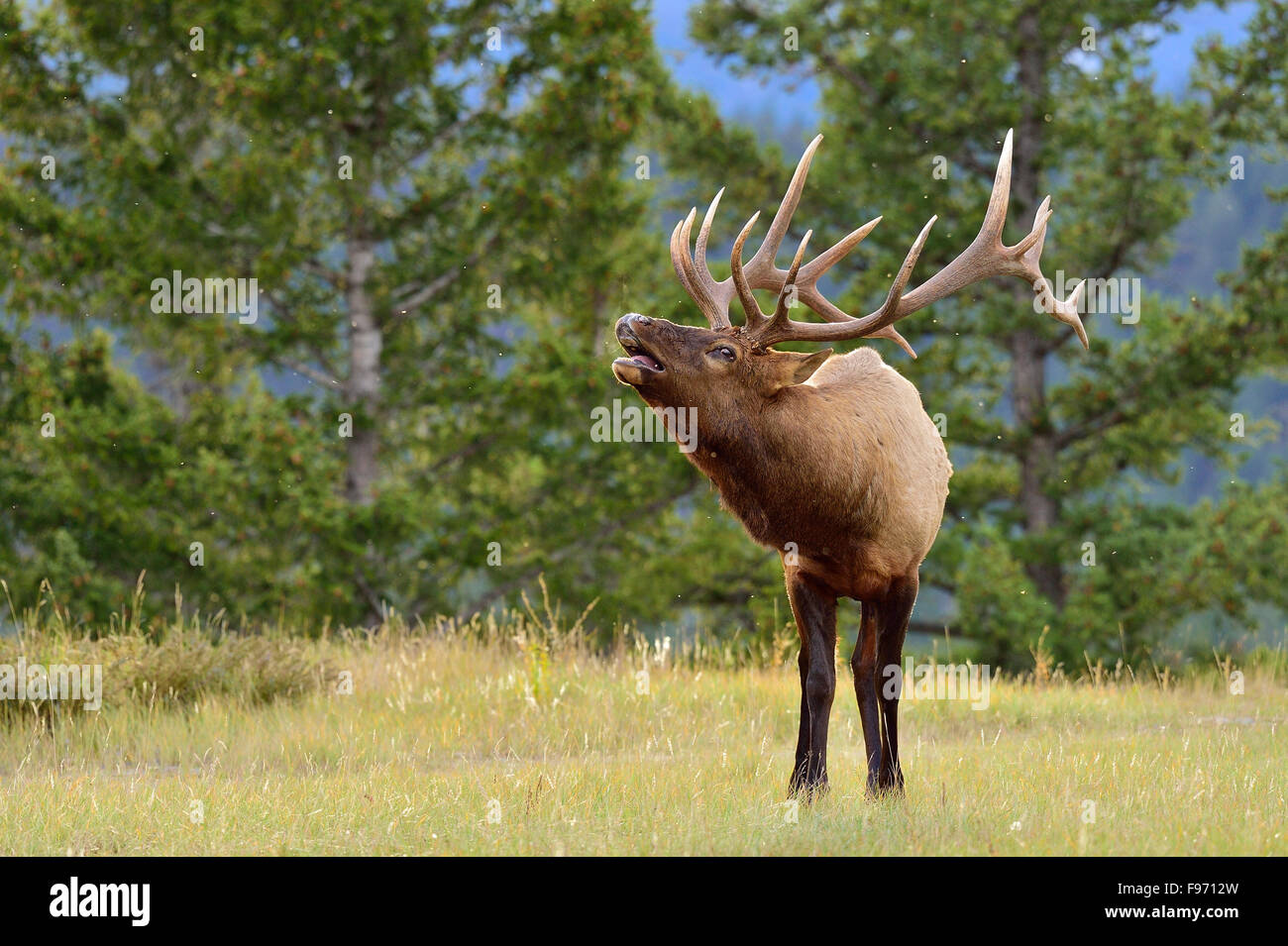 Ein horizontales Bild von einem großen Bull Elk Cervus Elaphus; Ruft eine Frau während der Brunftzeit im Jasper National Park zu gewinnen Stockfoto