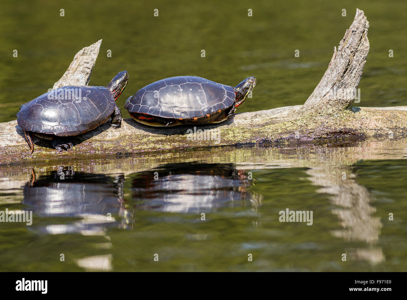 Midland gemalt Schildkröten (Chrysemys Picta Marginata) Sonnen, Killarney Provincial Park, Ontario Stockfoto