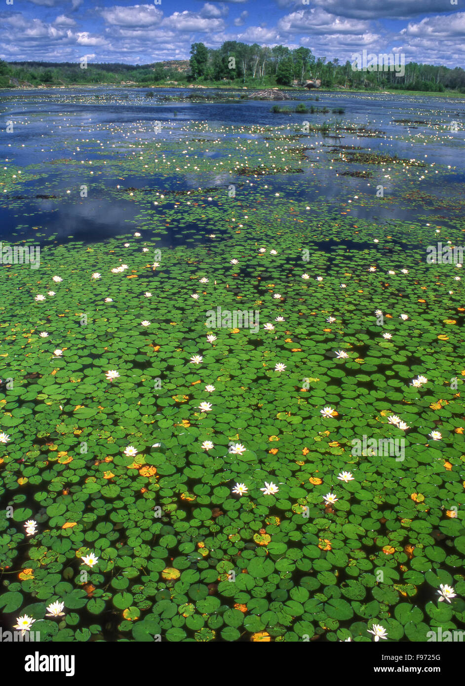 Duftende Seerosen (Nymphaea Odorata) im Feuchtgebiet, lebendig, Ontario, Kanada Stockfoto