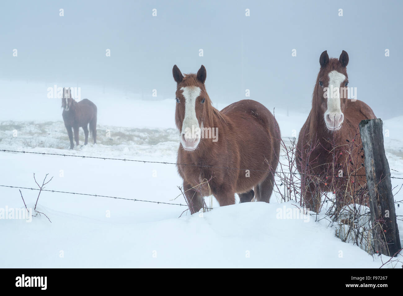 Pferde an einem nebeligen Wintertag, Vernon, Britisch-Kolumbien, Kanada Stockfoto
