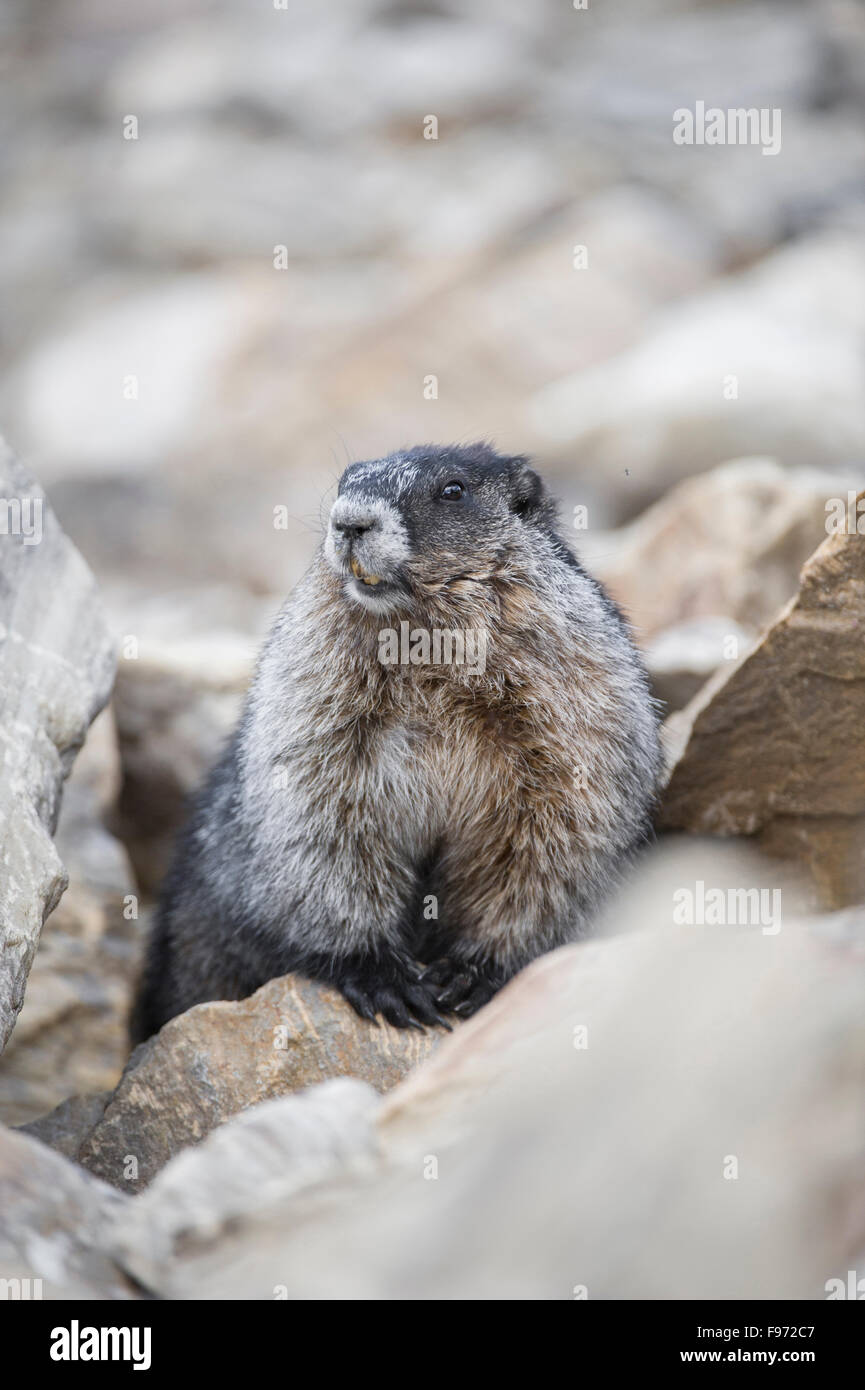 Marmota Caligata, hoary Marmot, Rocky Mountains, British Columbia, Kanada Stockfoto