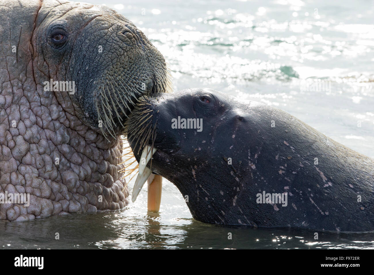 Atlantische Walross (Odobenus Rosmarus Rosmarus), (mit gebrochenen Tusk), kuschelte, Andréetangen Landzunge, Edgeøya (Edge Island), Stockfoto