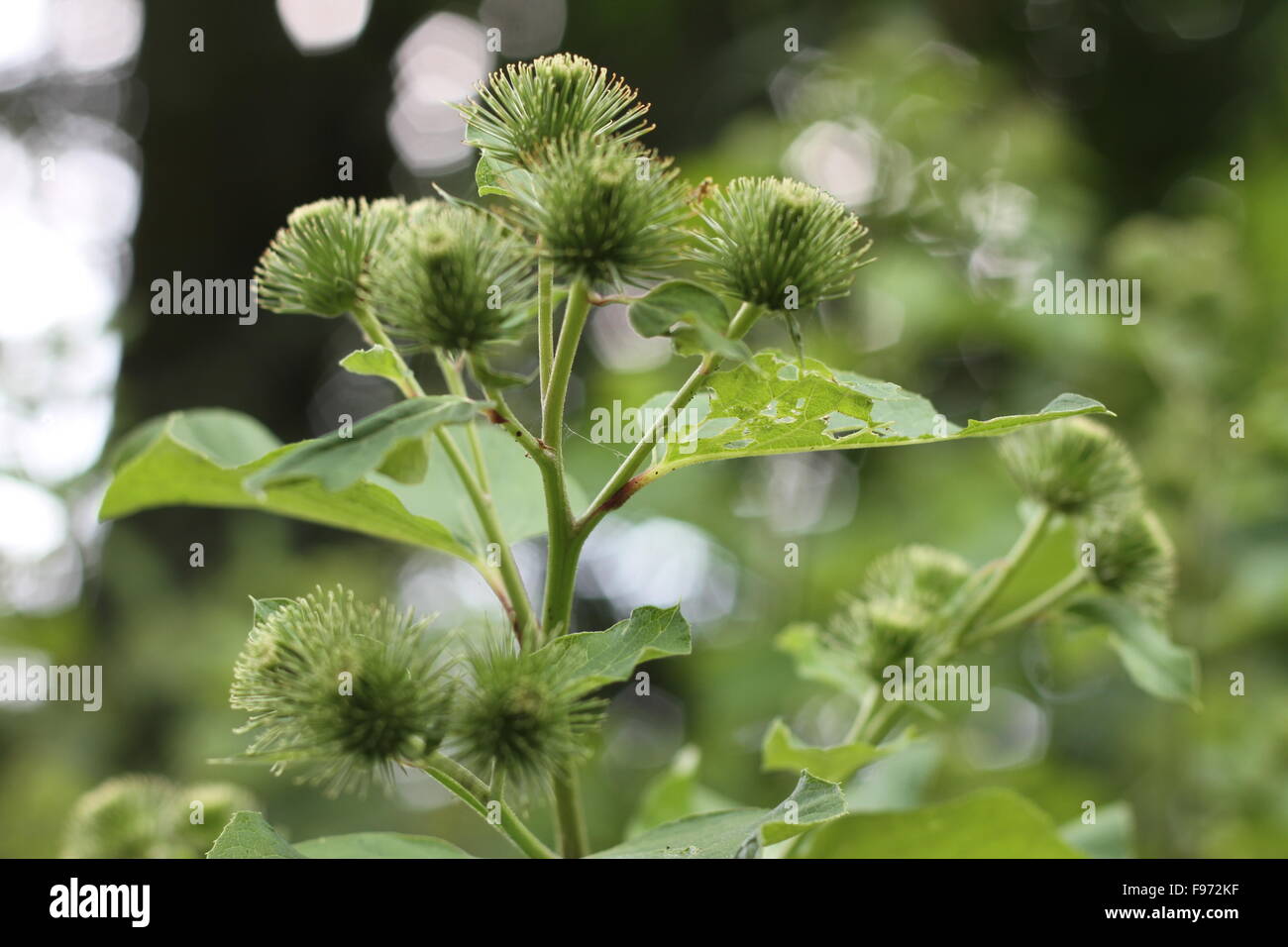 Distel Pflanze Stockfotos und bilder Kaufen Alamy