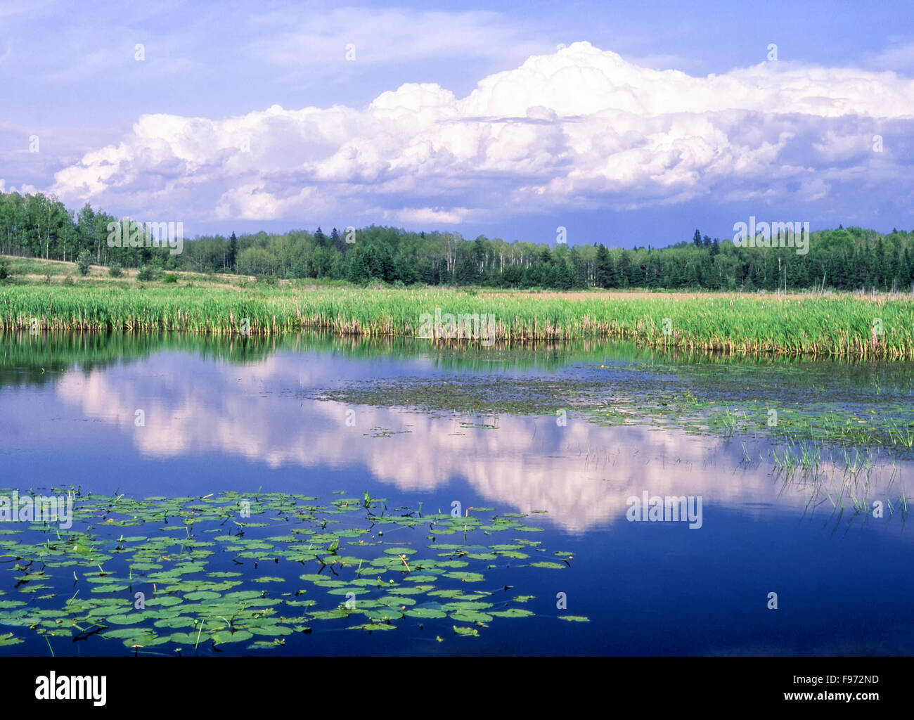 Feuchtgebiet, Felchen, City of Greater Sudbury, Ontario, Kanada Stockfoto