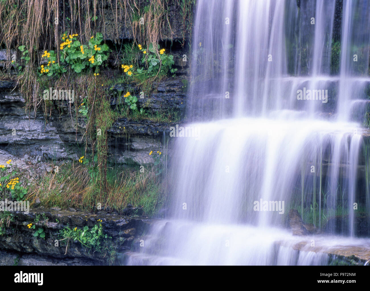 Sumpfdotterblumen (Caltha Palustris), High Falls, Manitoulin Island, Ontario, Kanada Stockfoto