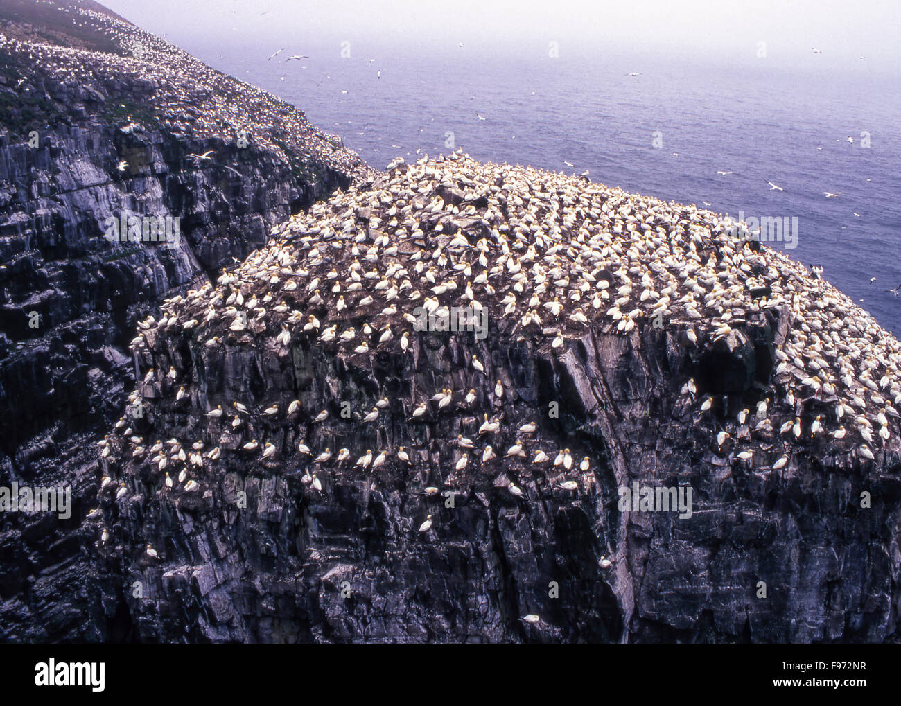 Nisten Basstölpel, Vogelfelsen, Cape St. Mary's Ecological Reserve, Avalon Halbinsel, Neufundland, Kanada Stockfoto