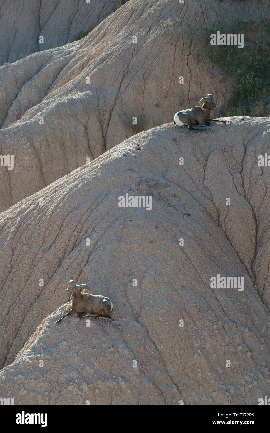 Rocky Mountain Bighorn Schafe Rams (ÖVUS Canadensis), eingeführt im Jahr 1964, Badlands Nationalpark, SD, USA Stockfoto