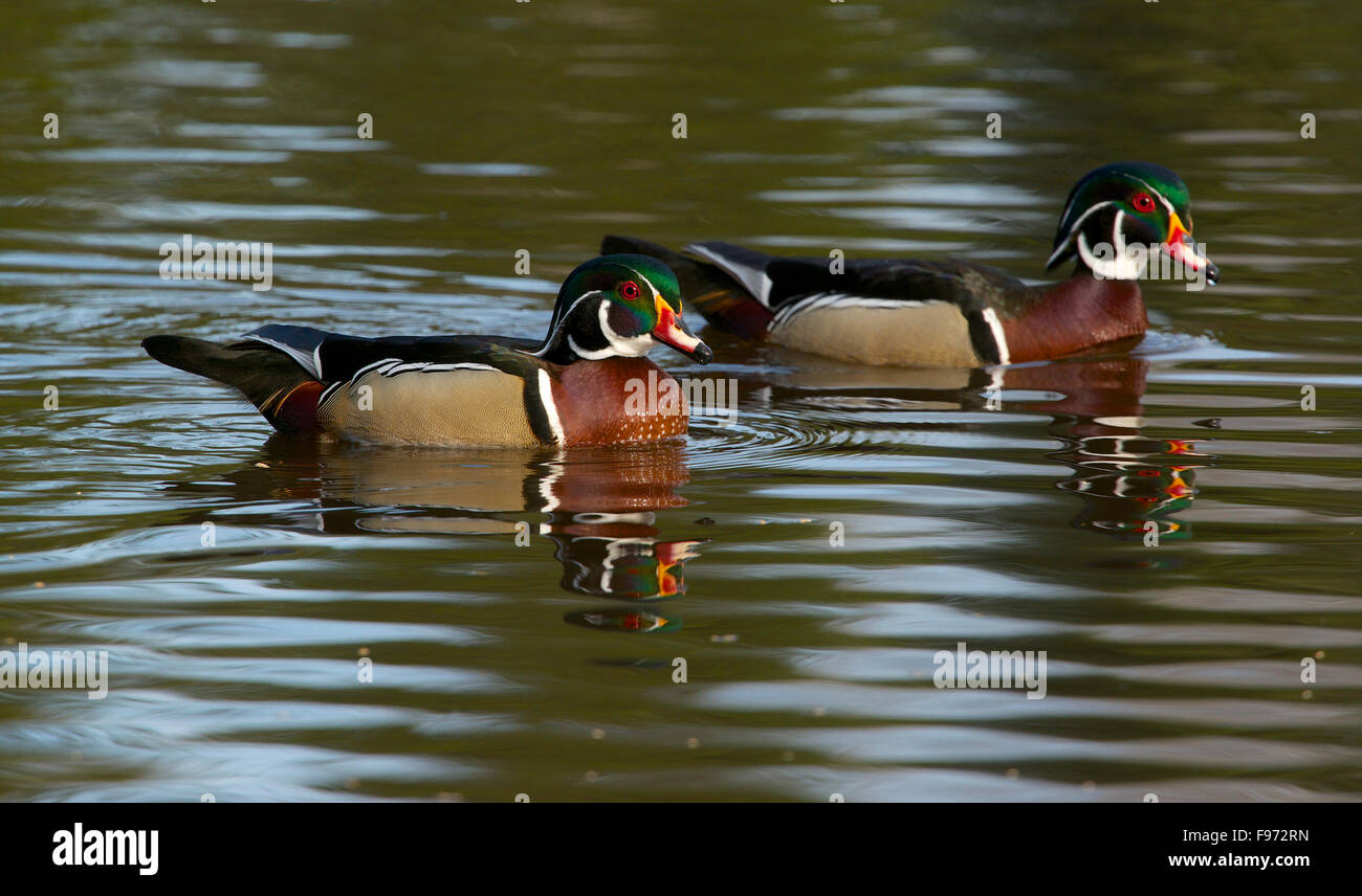 Männliche Brautente oder Carolina Ente (Aix Sponsa), Frühling, Quetico Provincial Park, ON, Kanada Stockfoto