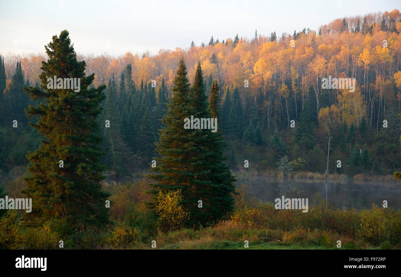 Herbstlaub der gelben Weihrauchzedern Espen (Populus Tremuloides). Weiß-Fichte (LPicea Glauca) und Balsam Tanne (Tollwut Balsamea). Stockfoto