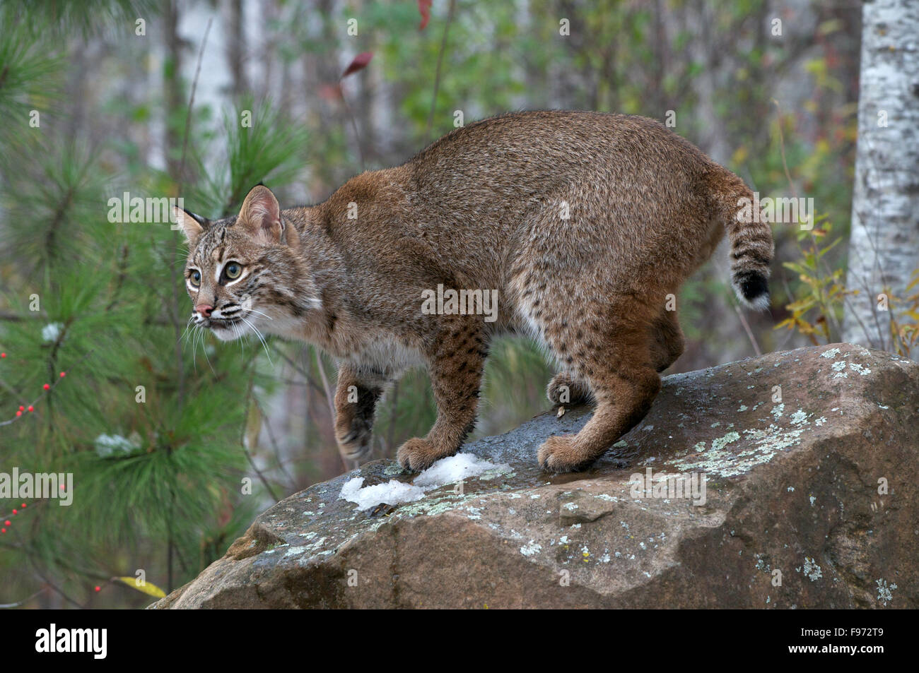 Rotluchs (Lynx Rufus), zeigt Schweif, Superior National Forest, MN, USA Stockfoto