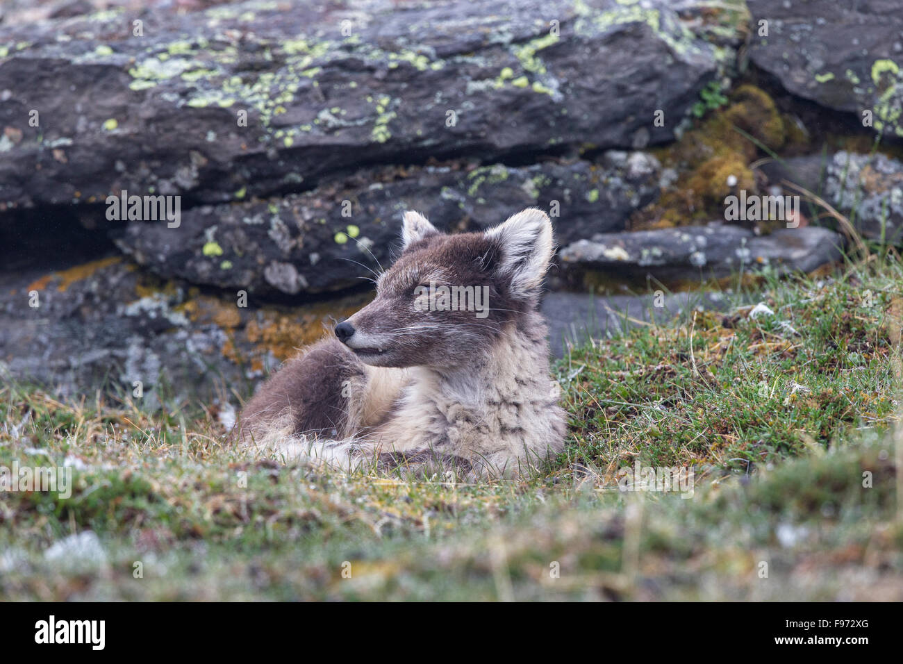 Polarfuchs (Alopex Lagopus), im Sommer Fell, Ossian Sarsfjellet (Mount Ossian Sars), Spitzbergen, Arktis Norwegen. Stockfoto