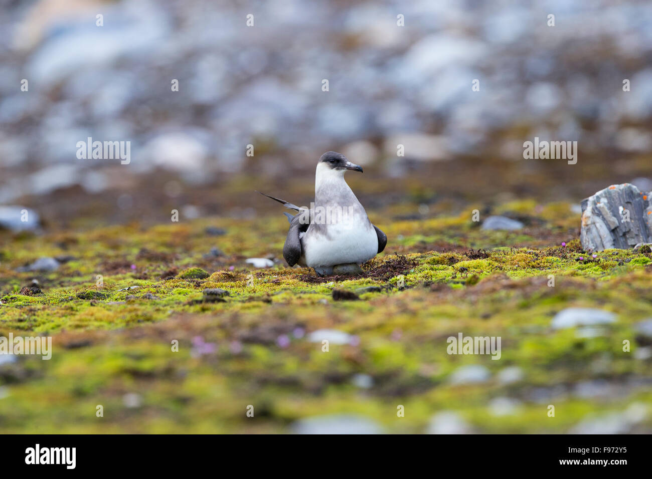 Arktisches Skua oder parasitäre Jaeger (Stercorarius Parasiticus), stehend, Ei im Nest, Fjortende Julibukta zu offenbaren (14. Juli Stockfoto