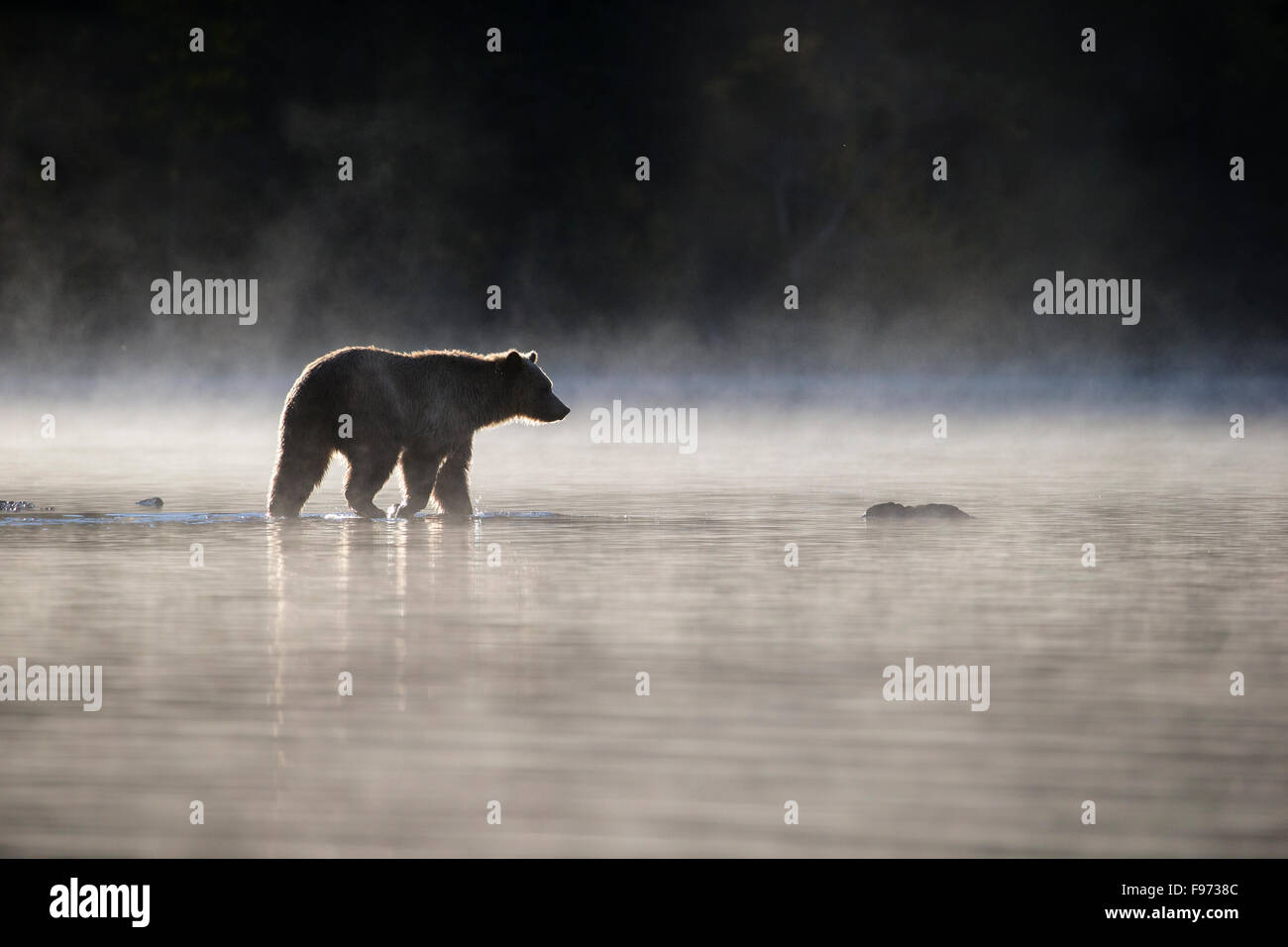 Grizzly Bär (Ursus Arctos Horribilis), Halbwüchsige, Wandern im Fluss im frühen Morgennebel, Landesinneren, Britisch-Kolumbien. Stockfoto