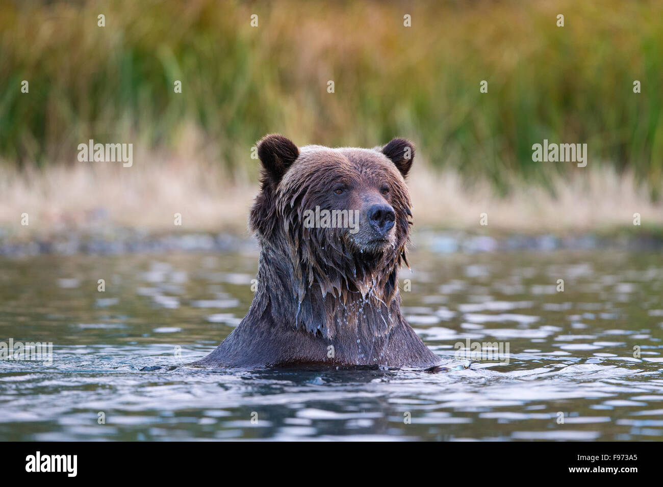 Grizzly Bär (Ursus Arctos Horribilis), zentral-Interior, British Columbia. Stockfoto