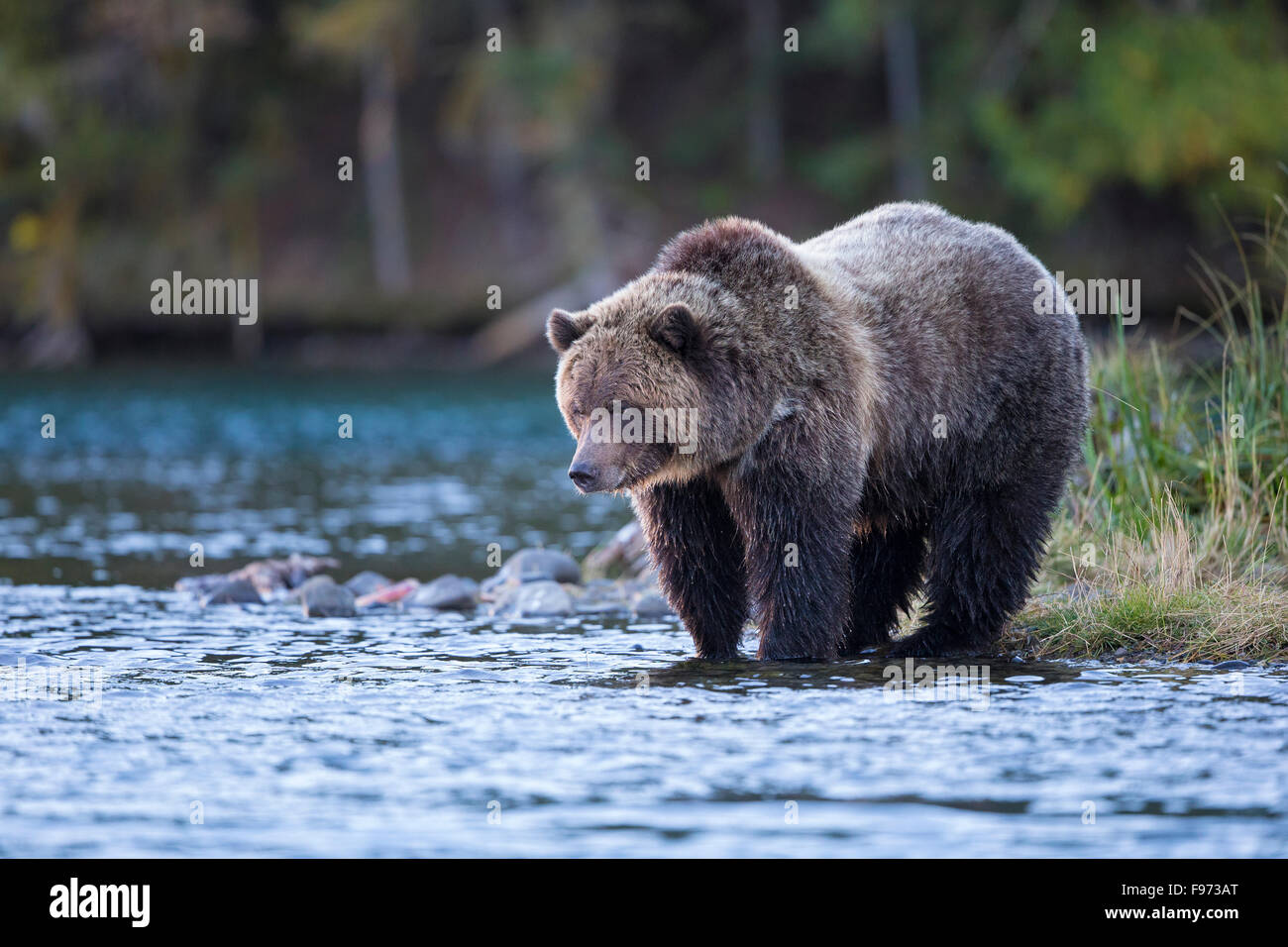 Grizzly Bär (Ursus Arctos Horribilis), zentral-Interior, British Columbia. Stockfoto