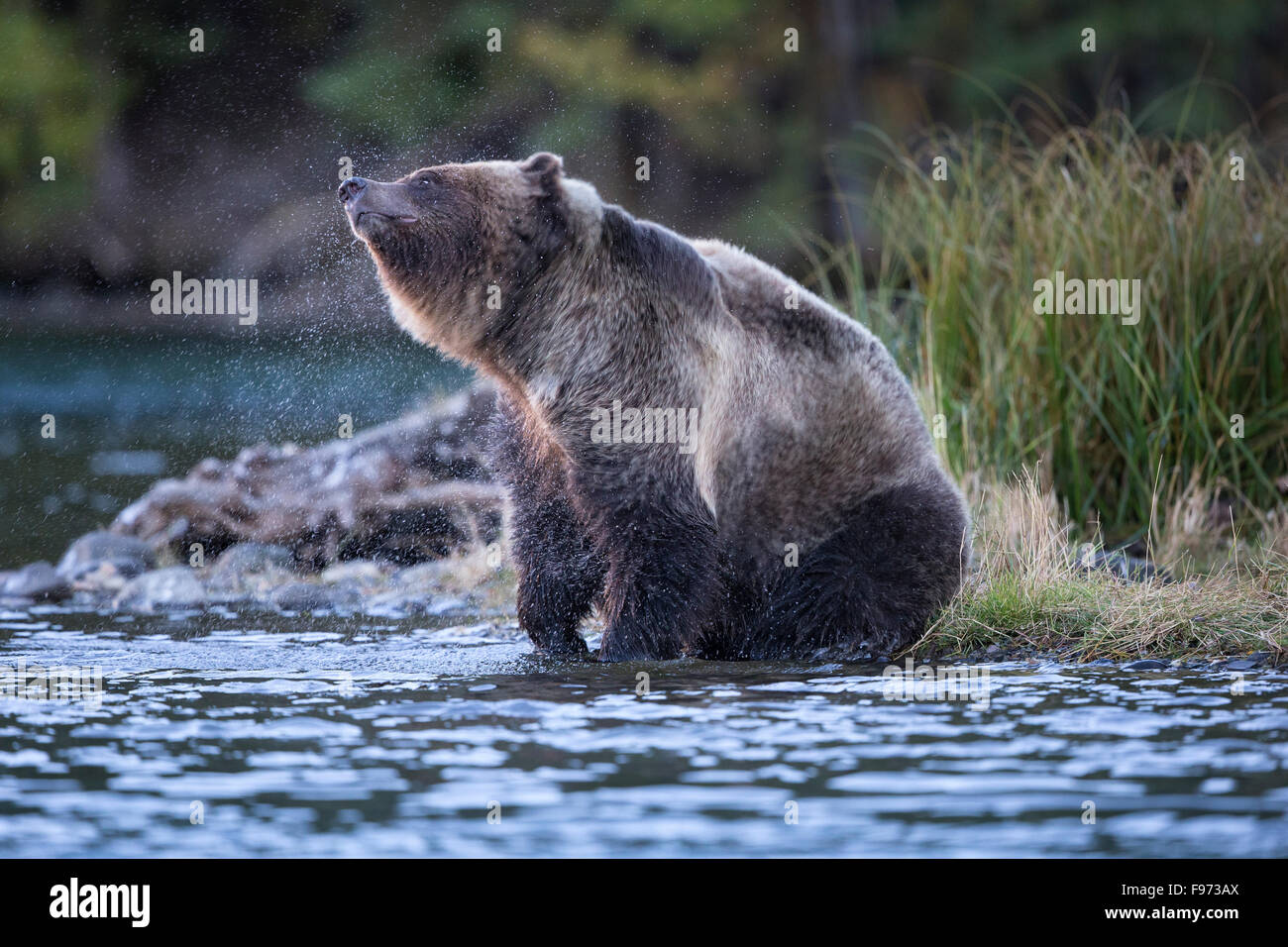 Grizzly Bär (Ursus Arctos Horribilis), schütteln Wasser aus Pelz, Landesinneren, Britisch-Kolumbien. Stockfoto
