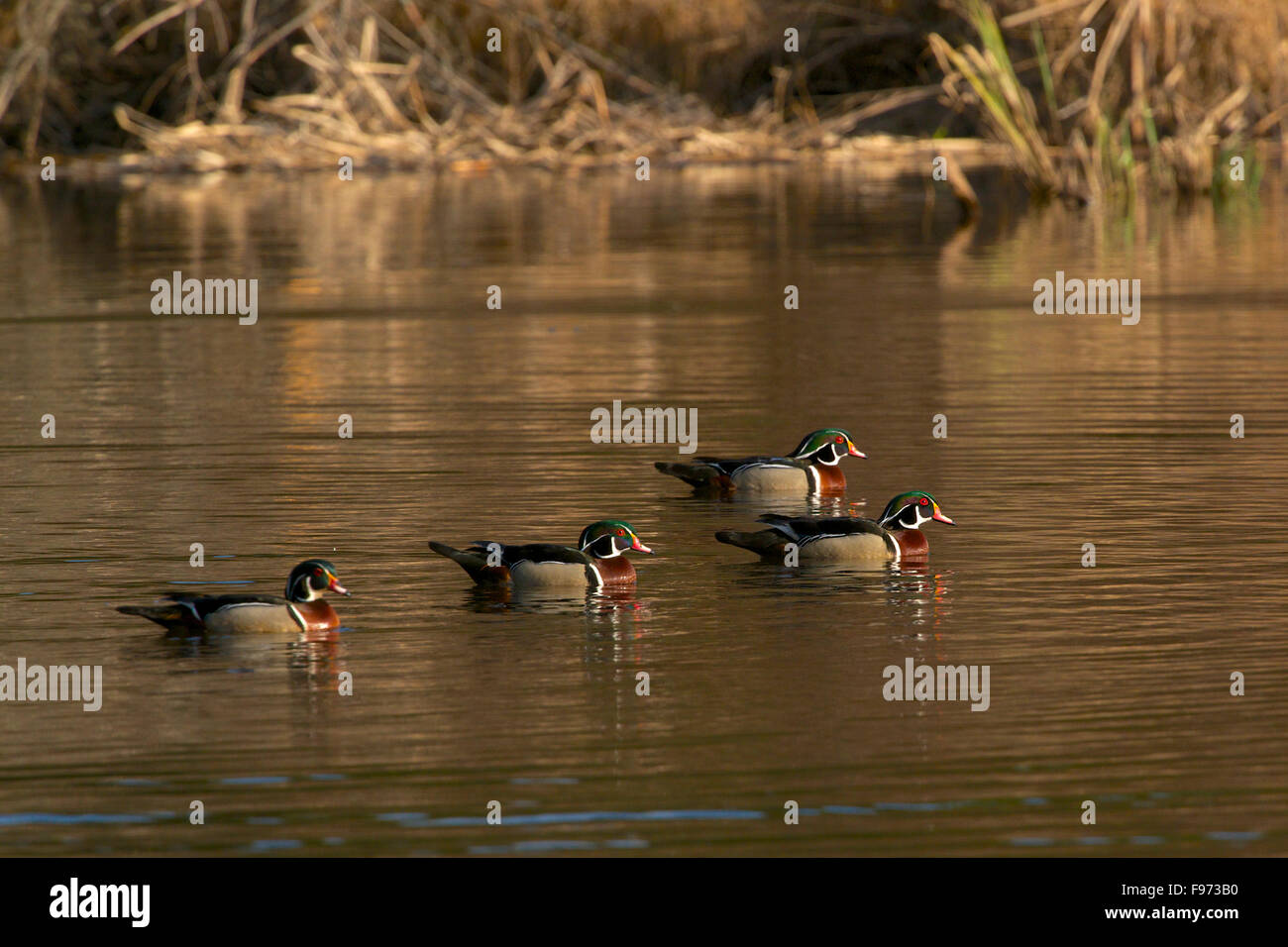 Eine Gruppe von männlichen Holz Enten oder Carolina Ente auf reflektierenden Teich schwimmen. (Aix Sponsa).  Vorfrühling und Brutzeit Stockfoto