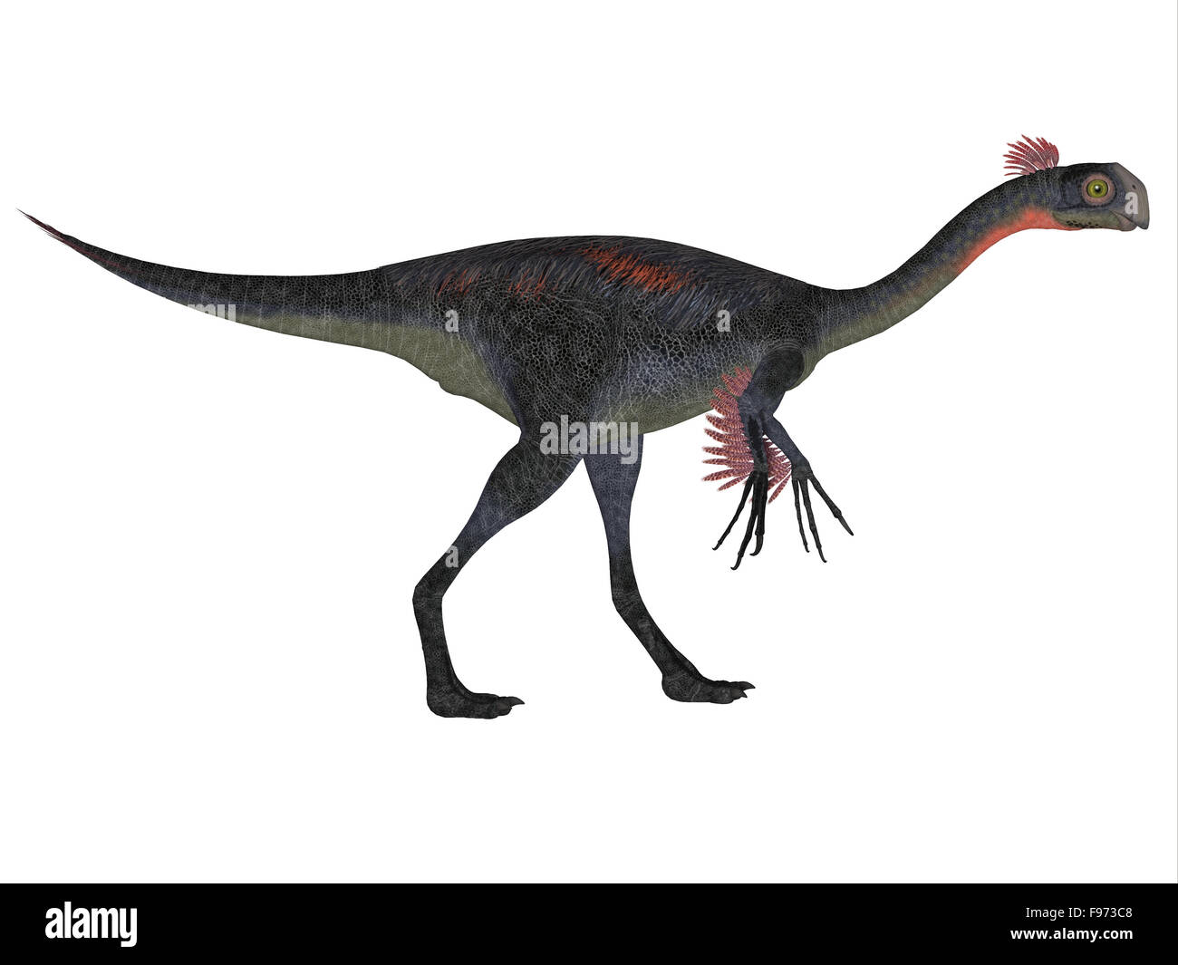 Gigantoraptor war ein theropoder Dinosaurier, der in der Inneren Mongolei, China in der Kreidezeit lebte. Stockfoto