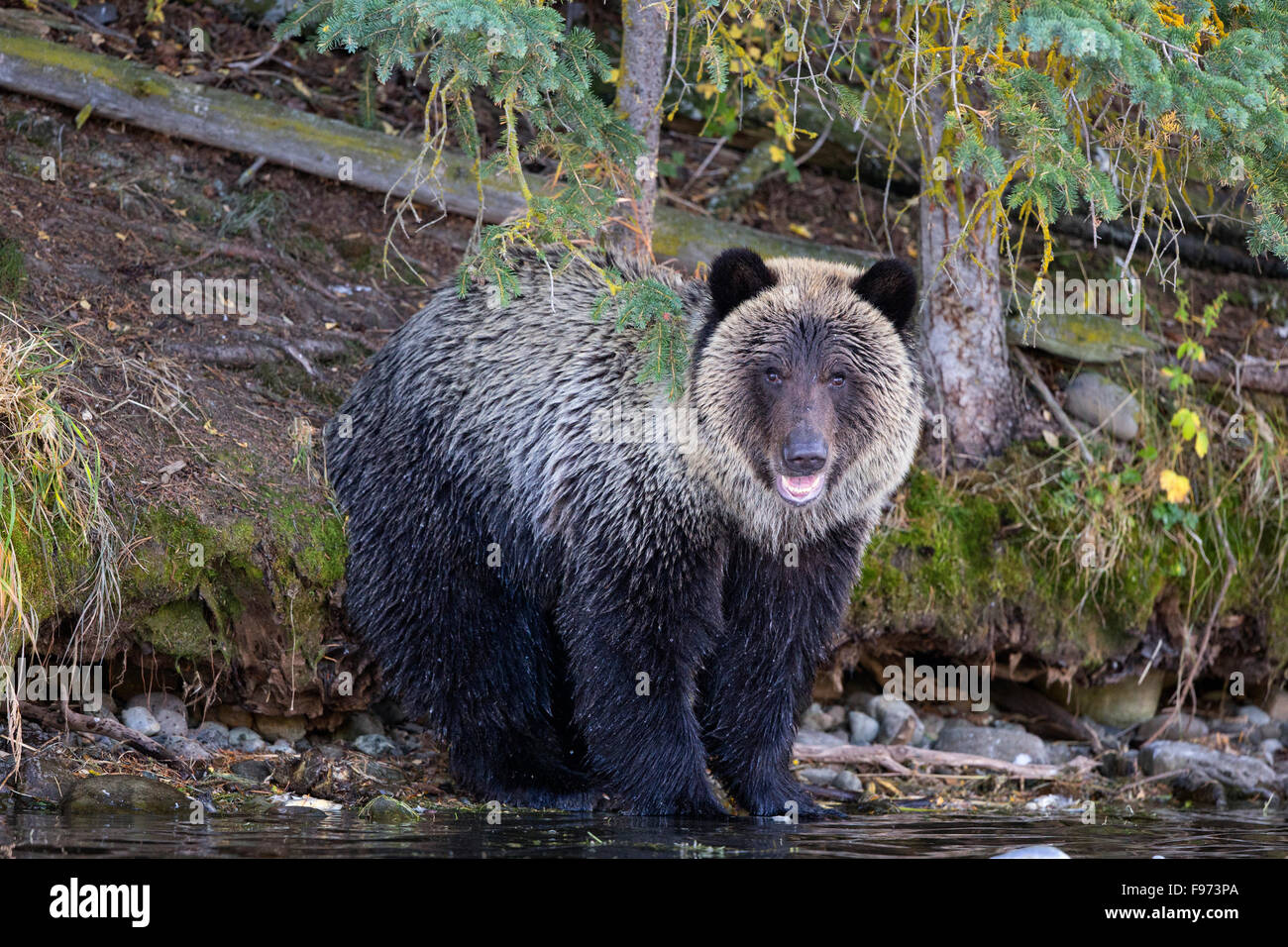 Grizzly Bär (Ursus Arctos Horribilis), zentral-Interior, British Columbia. Stockfoto