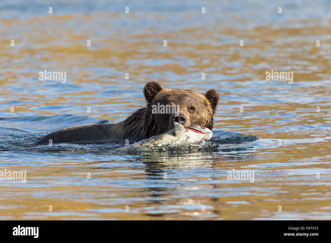Grizzly Bär (Ursus Arctos Horribilis), Weibchen mit Chinook Lachs (Oncorhynchus Tshawytscha), Landesinneren, Brite/Britin Stockfoto