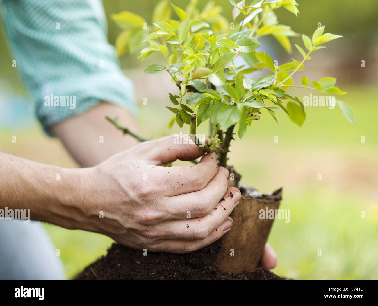 Nahaufnahme des jungen Mannes Hände Einpflanzen kleinen Baum in seinem Hinterhofgarten Stockfoto