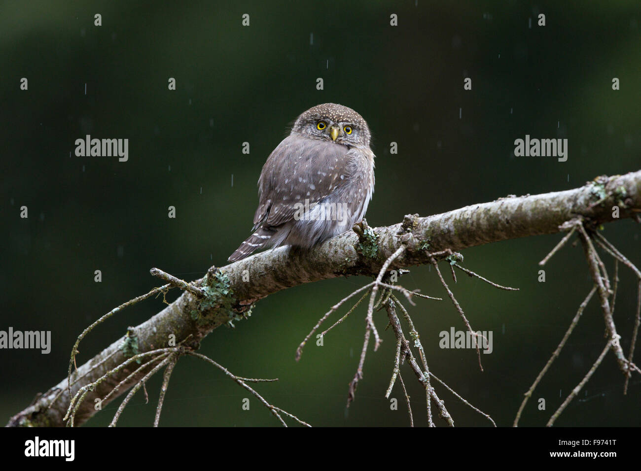 Nördliche Pygmyowl (Glaucidium Gnoma), im Regen, in der Nähe von Chilliwack, Britisch-Kolumbien. Stockfoto