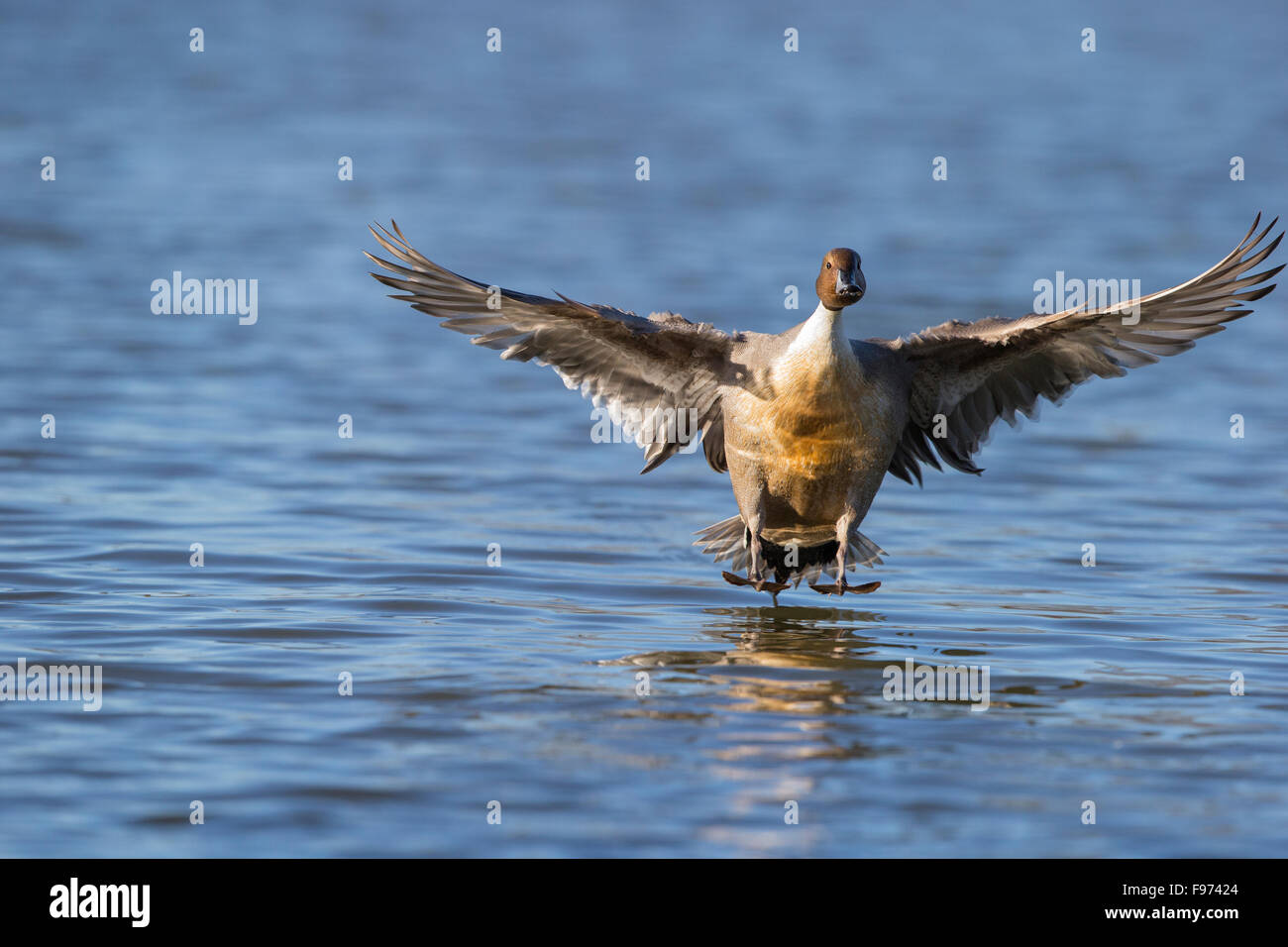 Nördliche Pintail (Anas Acuta), Männlich, Landung, Reifel Migratory Bird Sanctuary, Delta, Britisch-Kolumbien. Stockfoto