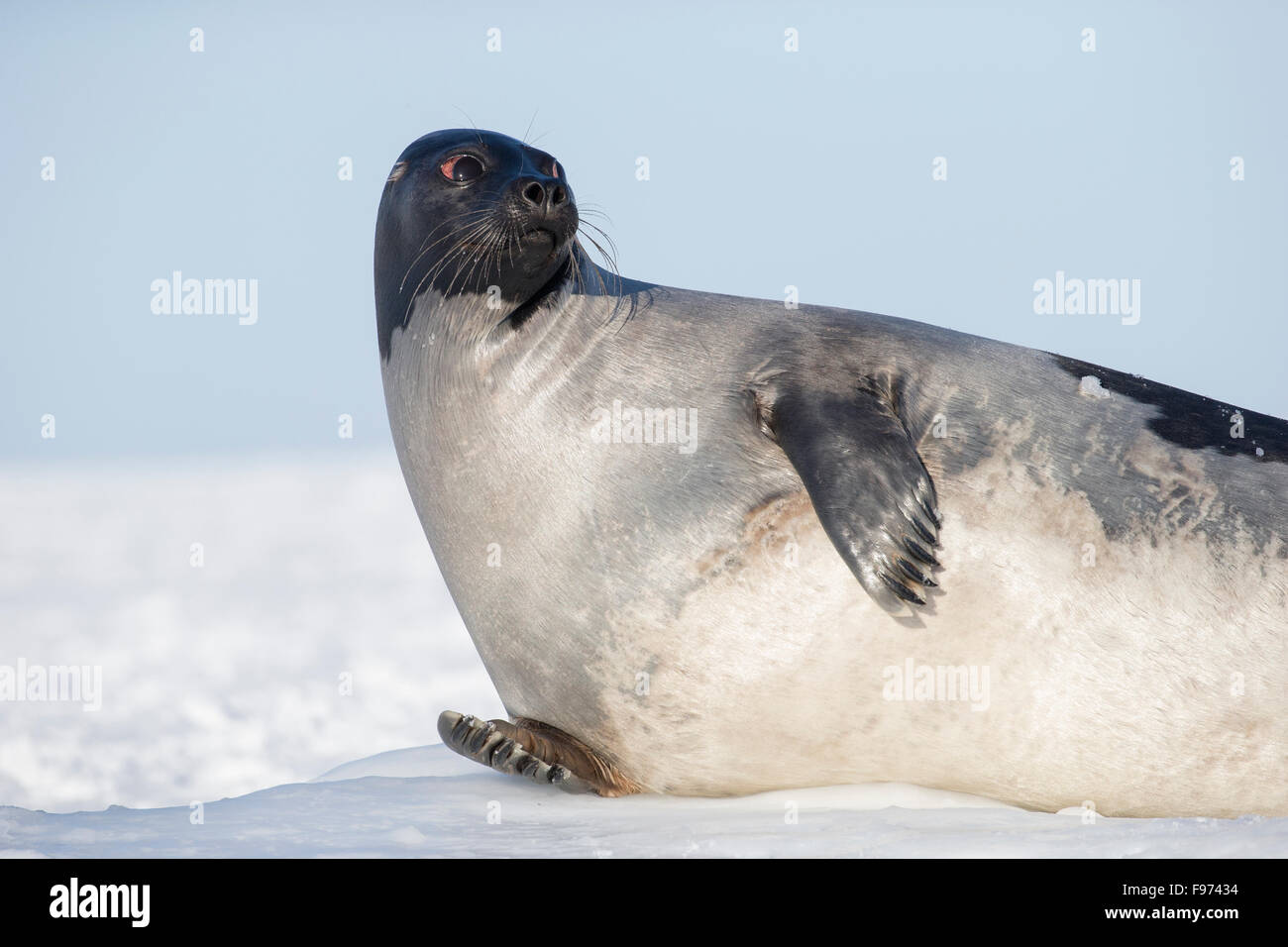 Harp Seal (Pagophilus Groenlandicus), Weiblich, auf Eisschollen, St.-Lorenz-Golf, in der Nähe von Îles De La Madeleine (Magdalen Inseln), Stockfoto