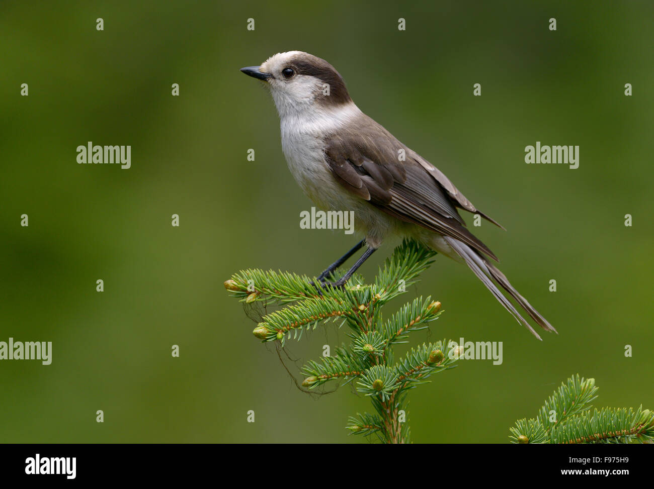 Gray Jay Erdbeere Wohnungen Trail, Manning Park BC Stockfoto