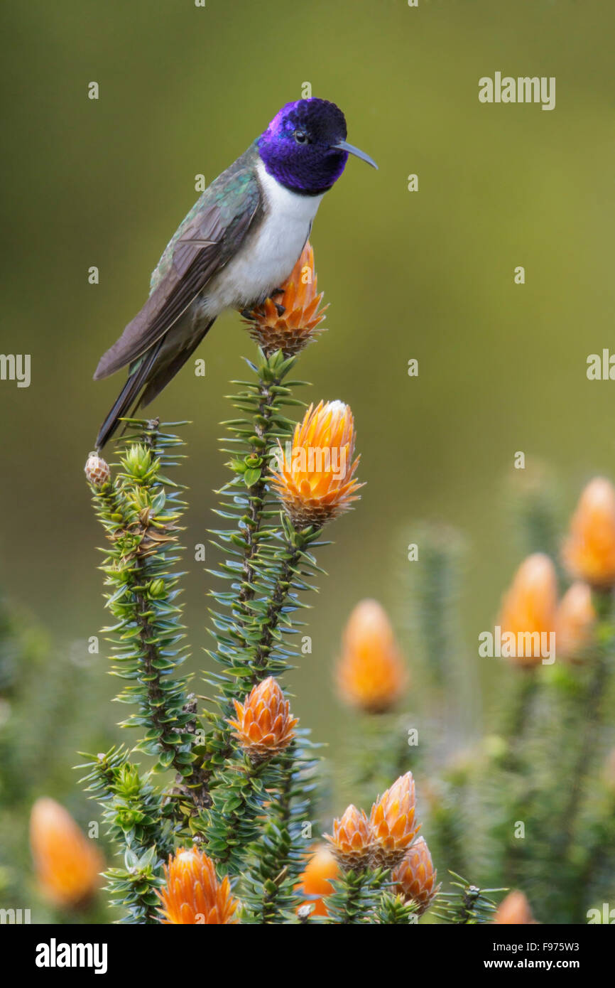 Ecuadorianische Hillstar (Oreotrochilus Chimborazo) thront auf einer Blume in Ecuador. Stockfoto